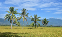 Sudah 12 Tahun Tidak Ada Pembelian Gabah, Petani Merauke Harapkan Bulog Serap Gabah Hasil Petani