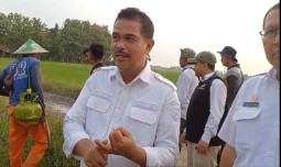 Kementan Serentak Gerdal OPT, Sisir Hama Tikus di Indramayu hingga Subang