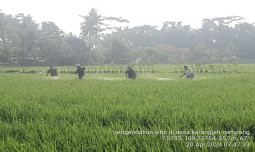 Kementan Bergerak Aktif Lakukan Pengendalian Hama Wereng di Cilacap