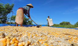 BPS: Produksi Jagung 2025 Naik 6,44%, Tembus 16,11 Juta Ton