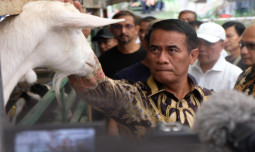 Kambing Perah, Jurus Baru Dukung Persusuan Nasional