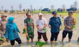 Kementan Gerakkan Percepat Tanam dan Amati Kualitas Olah Lahan dan Persemaian Padi di Pekalongan