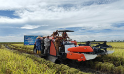 Panen Raya Serentak di 14 Provinsi, Tulang Bawang Siap Jadi Lokomotif Swasembada Pangan Lampung