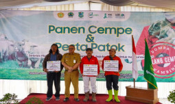 Upland Project Bantu Petani Banjarnegara Panen Cempe dan Pesta Patok