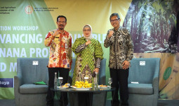 Pisang Mas Kirana Jadi Perhatian Utama FAO dalam Program OCOP