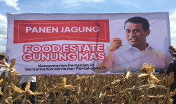 Saat Ini Panen Jagung Di Food Estate Gunung Mas