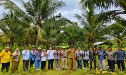 Inisiasi Tusip Padi-Kelapa di Kabupaten Boalemo, Upaya Kementan Antisipasi Darurat Pangan