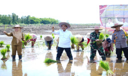 Kementan Gelar Gerakan Tanam Padi Pacu Akselerasi Food Estate di Pulpis Kalteng