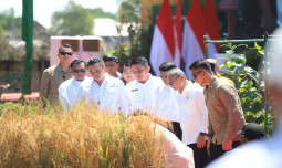Didampingi Mentan Amran, Presiden Prabowo Bangga Melihat Lahan Rawa Jadi Sawah Produktif di Sumsel