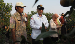 Wamentan Harvick Tinjau Kebun Produksi Jeruk BSIP Jestro Kota Batu