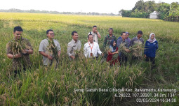 Kementan Serap Gabah Panen Raya dan Amankan Produksi dari Serangan Hama di Karawang