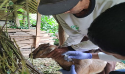 Kementan dan Dinas Respon Cepat Tangani Antraks di Gunung Kidul, Vaksinasi Disiapkan Jelang Idul Adha
