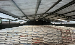 Stok Cadangan Beras Pemerintah Tembus 3,7 Juta Ton, Indonesia Terdepan di ASEAN dalam Produksi Beras