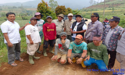 Gerak Cepat Kementerian Pertanian Bantu Petani Atasi Harga Wortel Anjlok