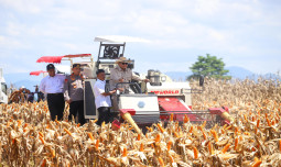 Didampingi Mentan Amran, Presiden Prabowo Pimpin Panen Raya Jagung Di Kalbar