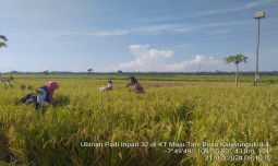 Puluhan Desa di Purworejo Gelar Panen Raya, Siap Penuhi Kebutuhan Pasar Nasional
