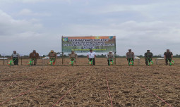 Sinergi Kementan dan Pemkab Tanah Laut Dukung PAT dengan Gerakan Tanam Padi Serentak