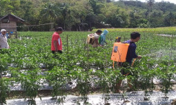Kementan Pastikan Ketersediaan Bawang Merah dan Cabai Aman Menjelang Nataru