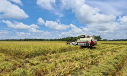 Cuaca Ekstrim, BSIP Riau Panen Calon Benih