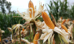 Stop Impor Jagung, Kementan Minta Bulog dan GPMT Serap Panen Petani