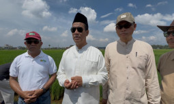 Hari Libur, Mentan Amran Tinjau Inovasi Padi Jajar Legowo: Percepat Tanam, Tingkatkan Produktivitas