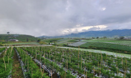 Antisipasi Ledakan Hama Penyakit, Kementan Ajak Petani Bijak Gunakan Pestisida