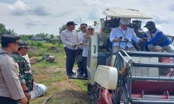Buktikan Program PAT Sukes, Kementan dan Pemerintah Kabupaten Batola Lakukan Panen Bersama