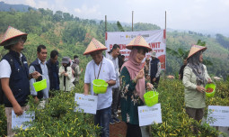 Petani Muda Cianjur, Raub Cuan Saat Harga Melambung