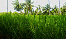 Antisipasi Darurat Pangan, Kementan Berdayakan Varietas Padi Lokal Gorontalo Utara