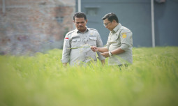 Genjot Produksi Padi, Plt Mentan Fokus Kendalikan Serangan Hama Penggerek Batang, Tikus dan Burung