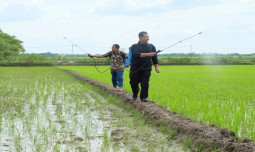 Petani Semakin Antusias Menggunakan Biosaka, Kementan Bakal Rilis Biosaka Jilid II ?