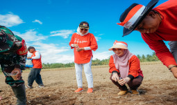 Semarak HUT RI ke 79, Kementan Bersinergi Dengan Dinas Pertanian Pohuwato Tanam Padi Gogo