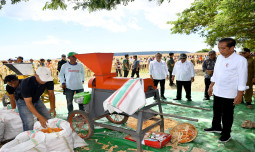 Presiden Senang Produksi Jagung di Sumbawa NTB Maju