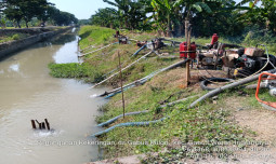 Kementan Sigap Menyelamatkan Pertanaman Padi di Indramayu