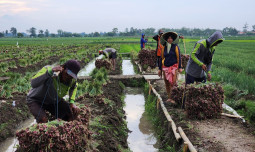Petani Banyumas: Tidak Ada Kericuhan di GOR Satria, Video Yang Beredar Adalah Hoax