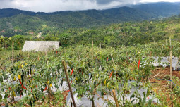 Menjelang Natal 2025 dan Tahun Baru 2026, Pasokan Cabai dan Bawang Merah Dipastikan Aman