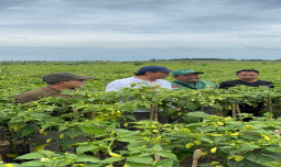 Kementan Pastikan Pasokan Cabai Aman Selama Ramadan dan Jelang Idulfitri, Blitar dan Kediri Surplus