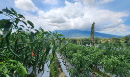 Terobosan Baru Kementan: Kampung Perlindungan Hortikultura Jawab Tantangan Ekspor Cabai dan Bawang Merah