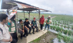 Kementan Sigap Pulihkan Sentra Hortikultura Pascabencana di Sumatera