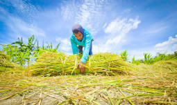 Produksi Beras Januari 2026 Capai 1,75 Juta Ton, Naik 38,56 Persen