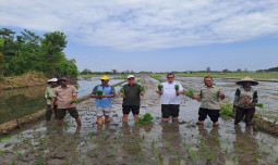 Dongkrak Produktivitas dengan Program PAT dan LTT, Kementan dan Pemkab Probolinggo Tanam Padi Bersama