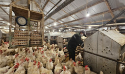 Mentan Amran Perkuat Pengawasan Tata Niaga Ayam dan Telur dari Hulu ke Hilir