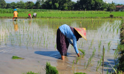 Kebijakan Berpihak kepada Petani Cetak Rekor NTP Tertinggi, Kesejahteraan Petani Terus Meningkat
