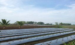 Sempat Dibayangi Kekurangan Air, Produksi Bawang Merah dan Cabai Jelang Puasa dan Lebaran 2024 Diyakini Aman