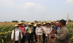 Kementan Tingkatkan Kemudahan Usaha Bagi Investor Pertanian