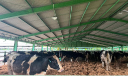 1.213 Sapi Perah Bunting Tiba di Cilacap!, Bukti Nyata Kemitraan Swasta dan Peternak Rakyat