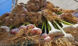 Kolaborasi Dengan Berbagai Pihak, Kementan Bangkitkan Kembali Produksi Bawang Putih di Pemalang