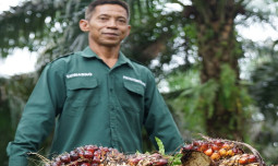 Kementan Pastikan Produksi CPO 2026 Aman untuk Pasokan Minyak Goreng Jelang Idulfitri 1447 H