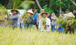 Dirjen Tanaman Pangan Pantau Program Percepatan Tanam dan Hilirisasi di Ciamis