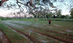 Terapkan Sprinkler Irrigation, Petani Bawang Merah UPLAND Project Akui Lebih Efektif